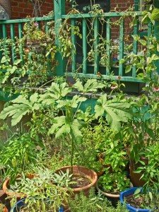 pot-garden