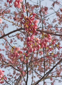 blossoms 1