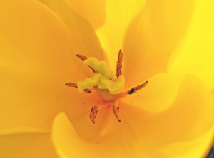 inner tulip