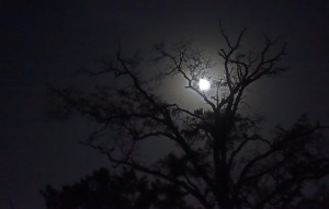 trees moon