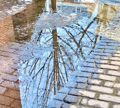 Photo of puddle in alley reflecting a tree with bare branches 