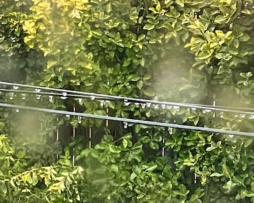 Photo of drops of ice clinging to phone wires