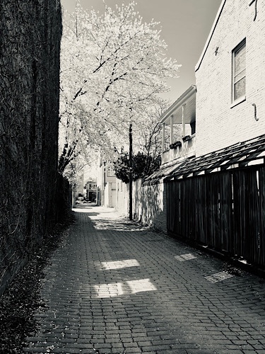 Black and white photo of cherry tree blooming in a city alley 