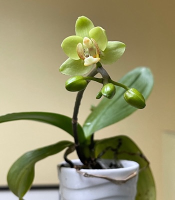 Picture of pale green phaleonopsis bloom