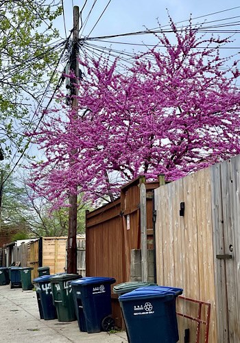 Photo of alley with garbage cans and redbud tree in full bloom