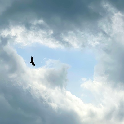 Photo of a hawk against dark clouds with a bit of blue sky