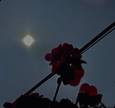 Photo of full moon above red geraniums 
