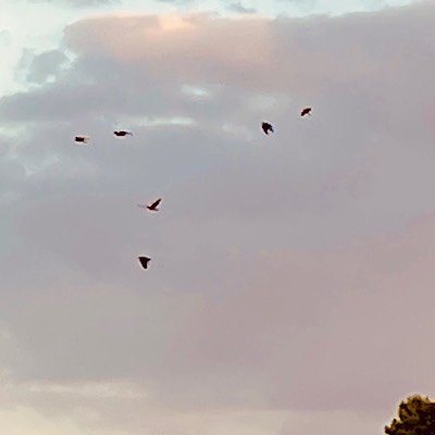 Photo of several crows flying at sunset 