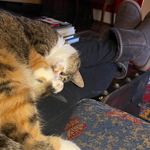 Photo of Maitri the cat sleeping on E’s lap