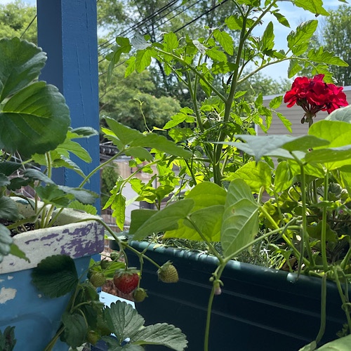 Photo of section of balcony container garden with strawberries, cherry tomatoes and beans 