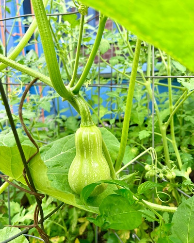 Photo of immature butternut squash and still green cherry tomatoes growing on the vine