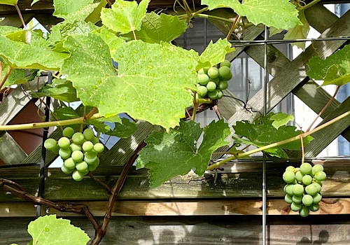 Photo of grapes growing along the fence 