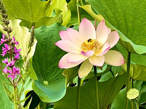 Photo of lotus blossom with a bee in the center 