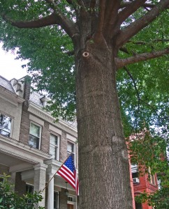 tree-and-flag