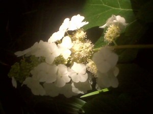 oakleaf hydrangea