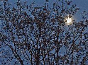 trees and moon