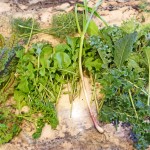 State of the Garden (Happy Boxing Day)