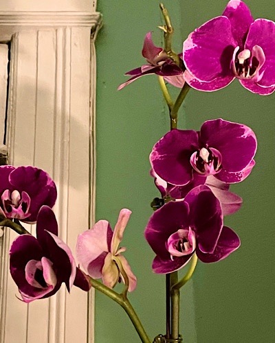Photograph of orchid blooming 