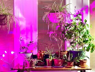 Photo of indoor houseplants.