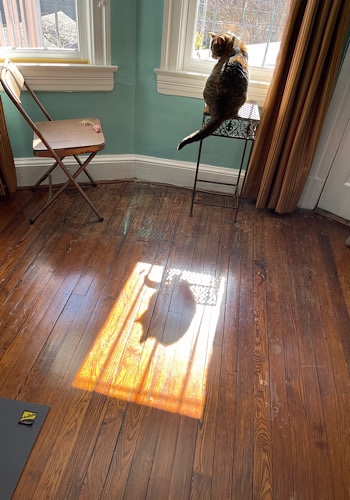 Image of Maitri the cat perched on a plant stand in front of the window and the shadow on the floor 