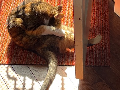 Maitri the cat presses her leg up against a door to help herself curl up to wash her belly.