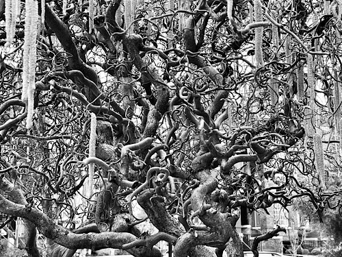 Black and white photo of tangled branches of a mature Harry’s walking stick