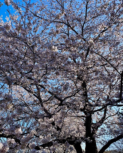 Image of cherry tree in full bloom against blue sky