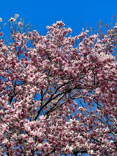 Image of pink magnolia tree in full bloom against blue sky 