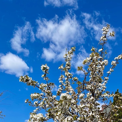 Photo of cherry blossoms and heart-shaped cloud against blue sky 