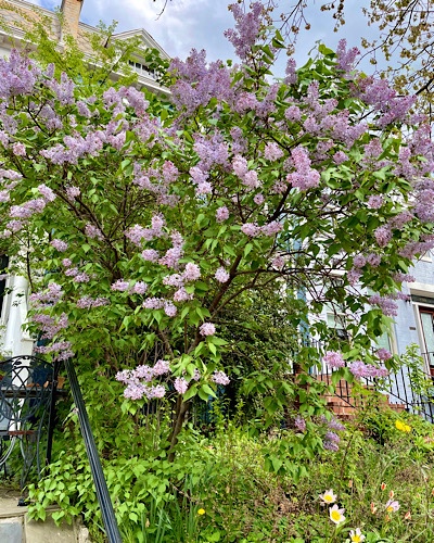 Photo of a very large lilac bush in full bloom
