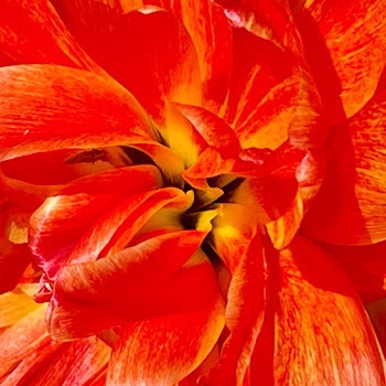 Photo of interior of orange-petaled tulip