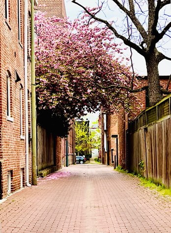 Photo of urban alley with large blossoming tree