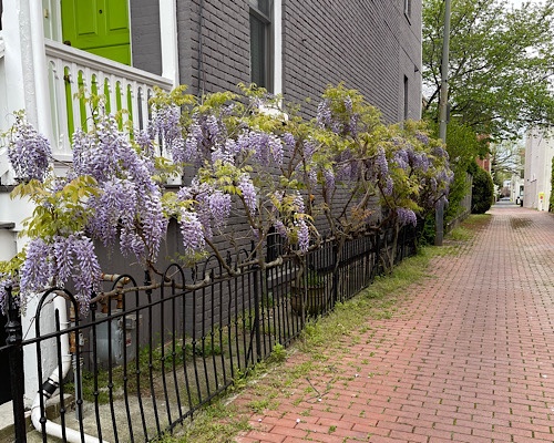 Photo of wisteria blooming in an urban alley 