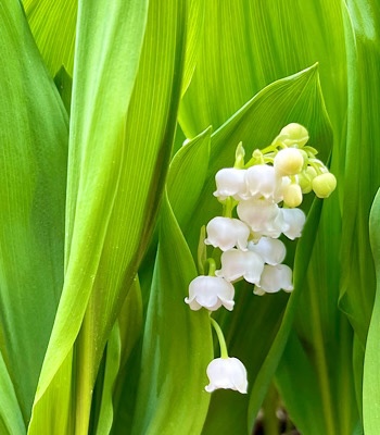 Photo of lily of the valley 