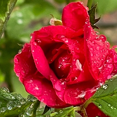 Photo of red rosebud opening 