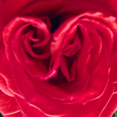 Image of center of a red rose blossom