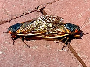 Photo of two 17-year brood X cicadas mating 